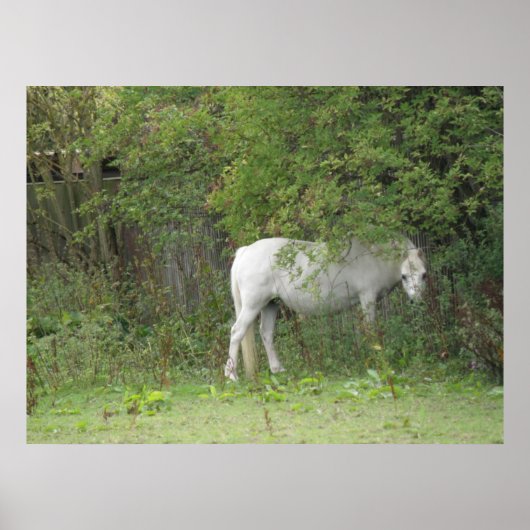 Shy White Horse Poster (Voorkant)
