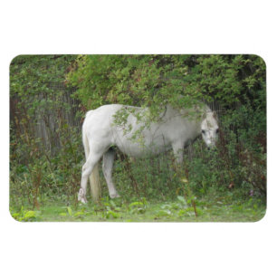 Shy White Horse Premium Magnet Magneet