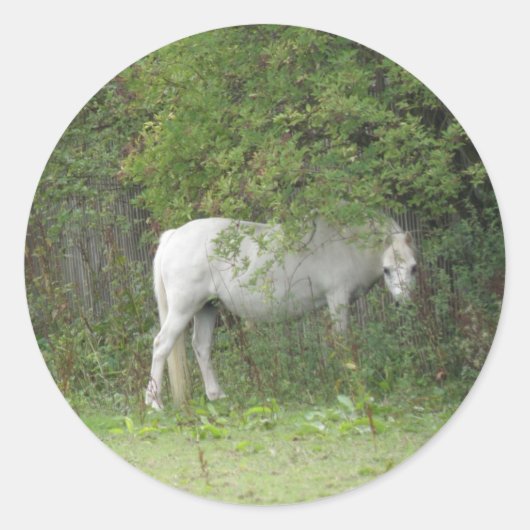 Shy White Horse Sticker (Voorkant)