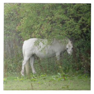 Shy White Horse Tile Tegeltje