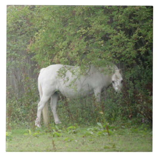 Shy White Horse Tile Tegeltje (Voorkant)