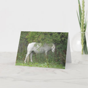 Shy White Horse Wenskaart Kaart