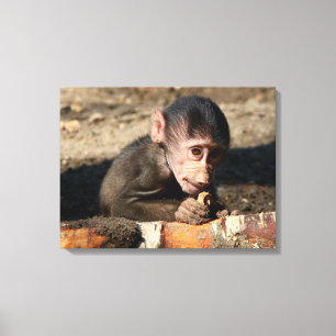 Shy Young Male Hamadryas Baboon (Papio) Canvas Afdruk