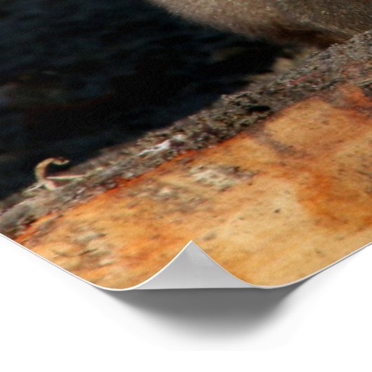 Shy Young Male Hamadryas Baboon (Papio) Poster (Hoek)