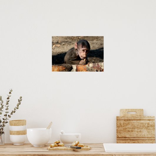 Shy Young Male Hamadryas Baboon (Papio) Poster (Keuken)