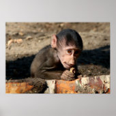 Shy Young Male Hamadryas Baboon (Papio) Poster (Voorkant)