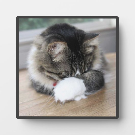 Shy Zorro Kat Foto Plaque Fotoplaat (Voorkant)