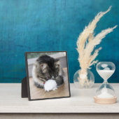 Shy Zorro Kat Foto Plaque Fotoplaat (Insitu)