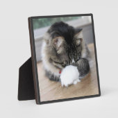 Shy Zorro Kat Foto Plaque Fotoplaat (Voorkant)