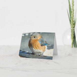 Sialia van Geluk Bedankkaart