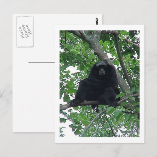 Siam Gibbon Briefkaart (Voorkant / Achterkant)