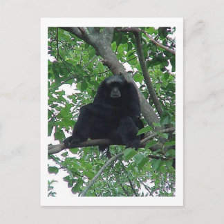 Siam Gibbon Briefkaart