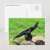 siamang dans briefkaart (Voorkant / Achterkant)