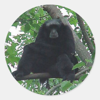 Siamang Gibbon Ronde Sticker