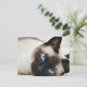 Siamees kat briefkaart (Staand voorkant)