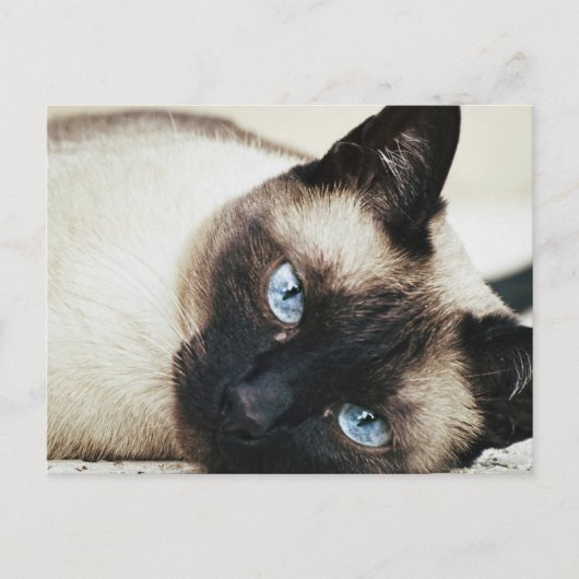 Siamees kat briefkaart (Voorkant)