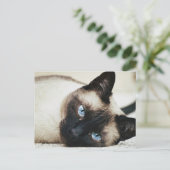 Siamees kat briefkaart (Staand voorkant)
