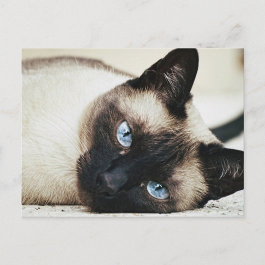 Siamees kat briefkaart (Voorkant)