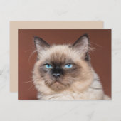 Siamees kat briefkaart (Voorkant / Achterkant)