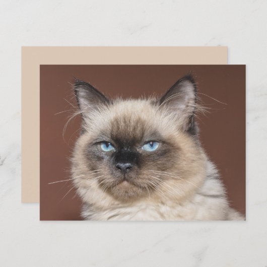 Siamees kat briefkaart (Voorkant / Achterkant)