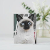 Siamees kat briefkaart (Staand voorkant)