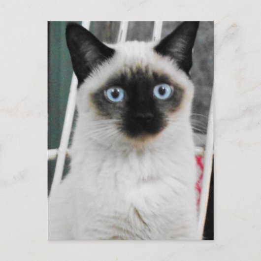 Siamees kat briefkaart (Voorkant)