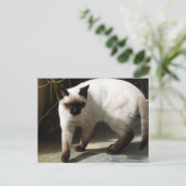 Siamees kat briefkaart (Staand voorkant)
