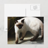 Siamees kat briefkaart (Voorkant / Achterkant)