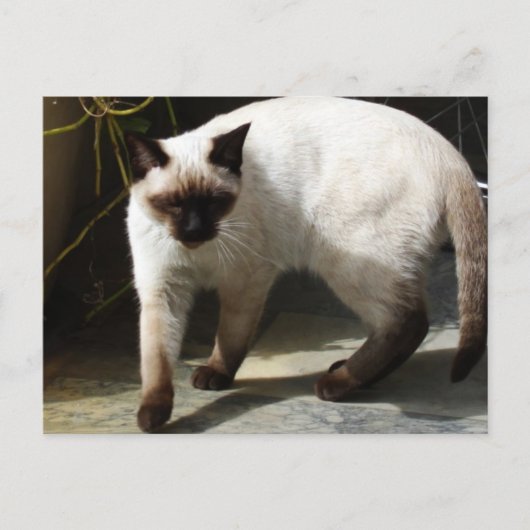 Siamees kat briefkaart (Voorkant)