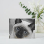 Siamees kat briefkaart (Staand voorkant)
