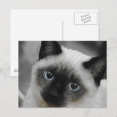 Siamees kat briefkaart (Voorkant / Achterkant)