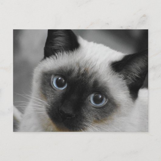 Siamees kat briefkaart (Voorkant)