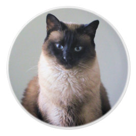 Siamees kat keramische knop
