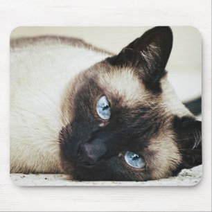 Siamees kat muismat