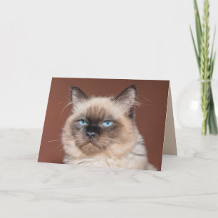 Siamees kat wenskaart kaart