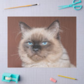 Siamees kattenweefsel papier (Craft)