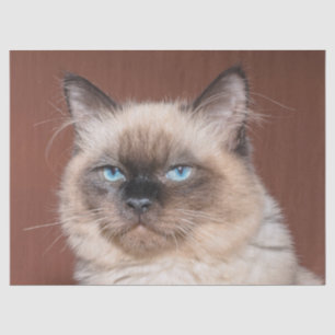 Siamees kattenweefsel papier