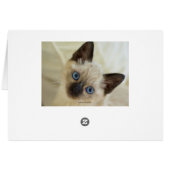 SIAMESE  (Achterkant Horizontaal)