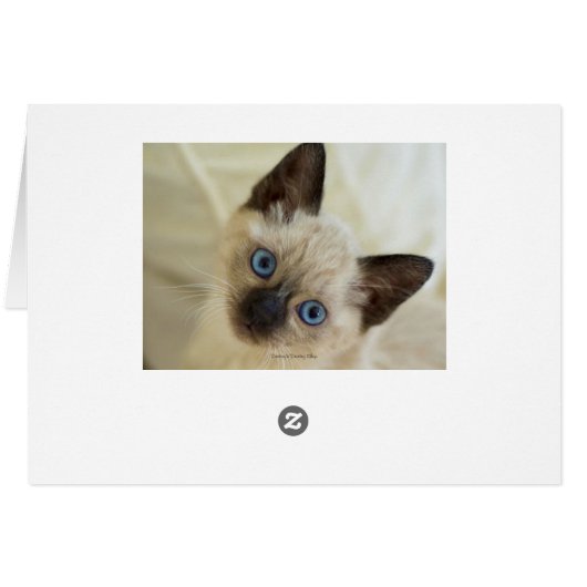 SIAMESE  (Achterkant Horizontaal)