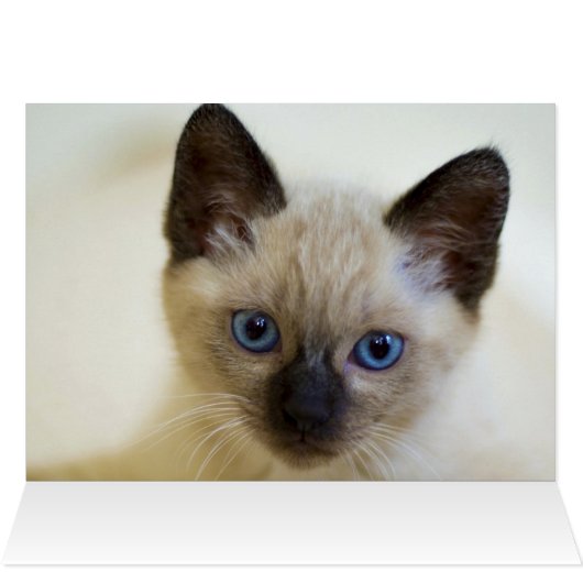 SIAMESE  (Binnen Horizontaal (Boven))