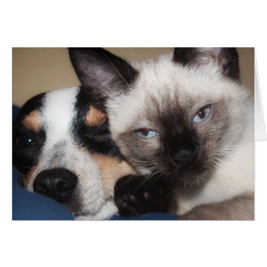 SIAMESE  (Voorkant Horizontaal)