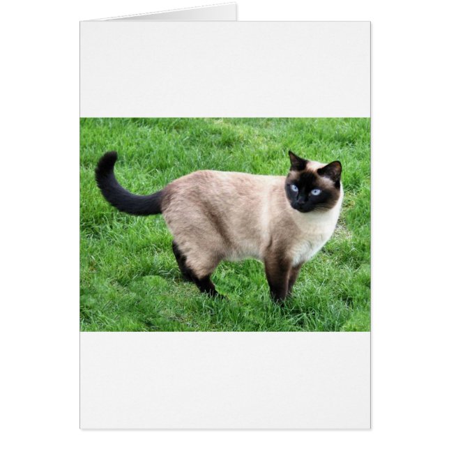 SIAMESE BEAUTY (Voorkant)