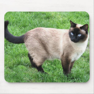 SIAMESE BEAUTY MUISMAT