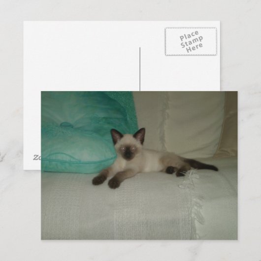 Siamese Briefkaart (Voorkant / Achterkant)