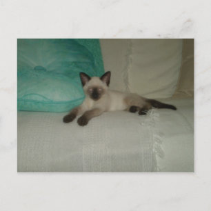 Siamese Briefkaart