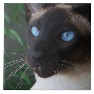 Siamese Cat Blue Eyes Tegeltje