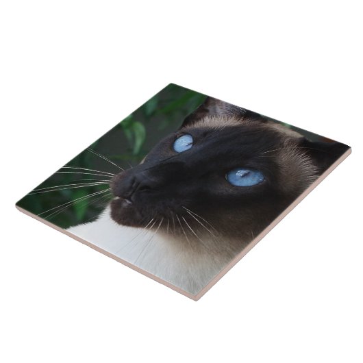 Siamese Cat Blue Eyes Tegeltje (Zijkant)