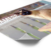 Siamese Cat Breed Poster (Hoek)