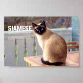 Siamese Cat Breed Poster (Voorkant)