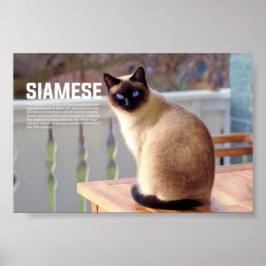 Siamese Cat Breed Poster (Voorkant)